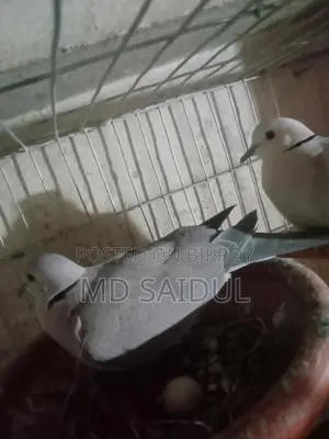 Bird for Sale