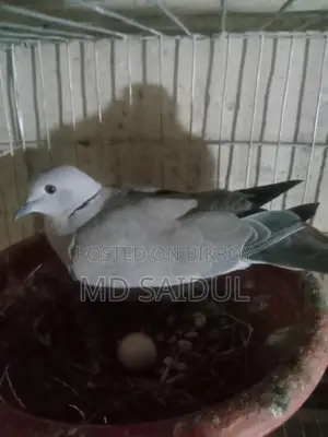 Bird for Sale