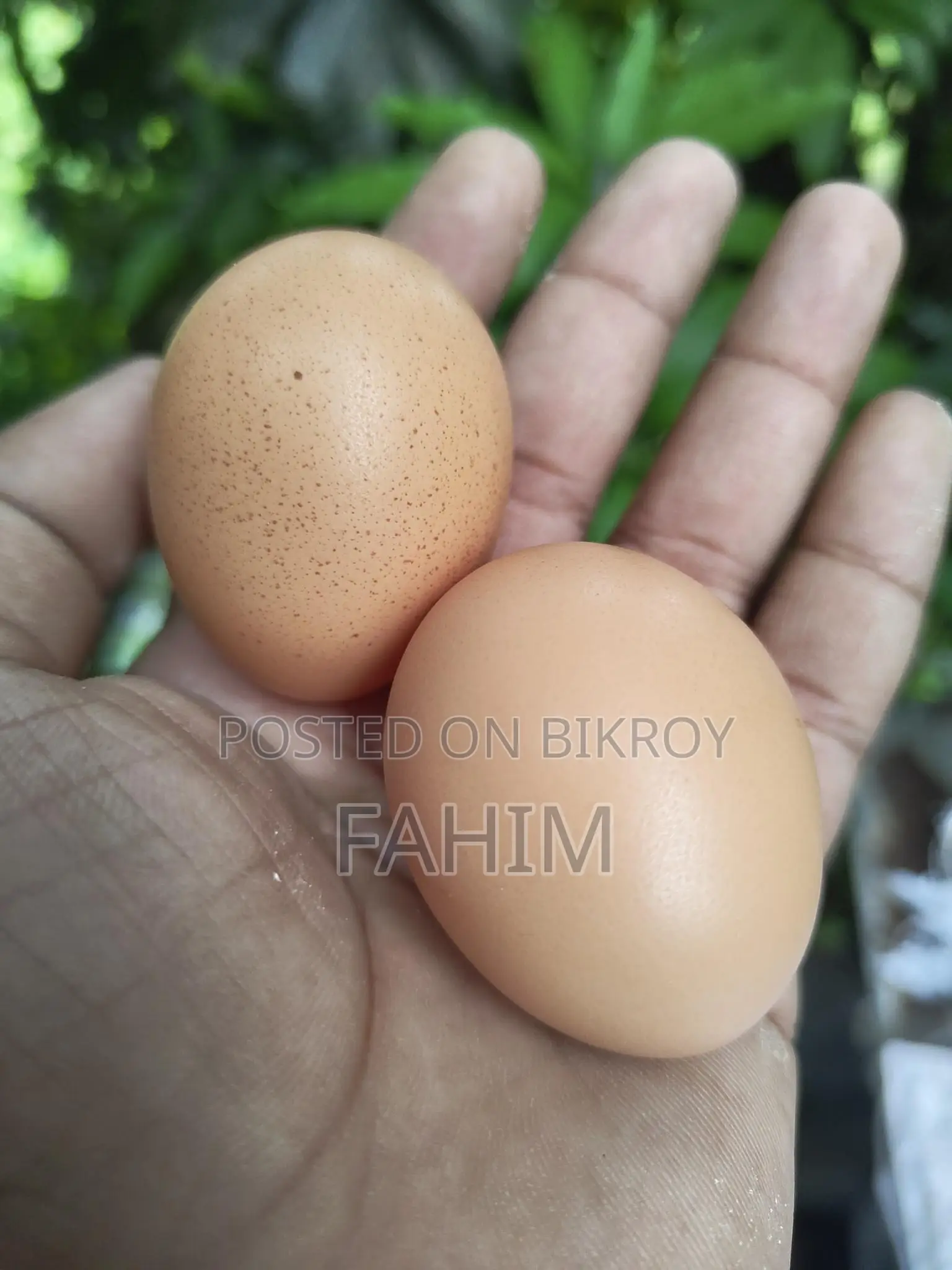 Brahma Chicken Hatching Eggs