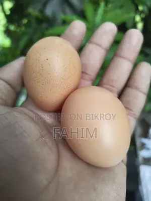 ব্রাহামা মুরগীর বিজ ডিম