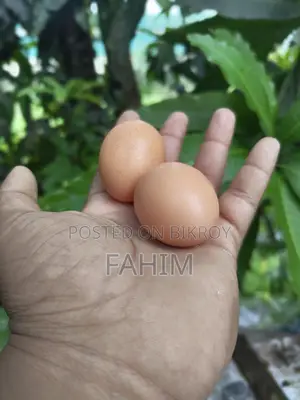 Brahma Chicken Hatching Eggs