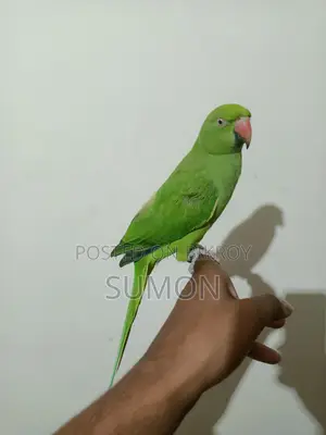 Indian Ringneck Female Parrot