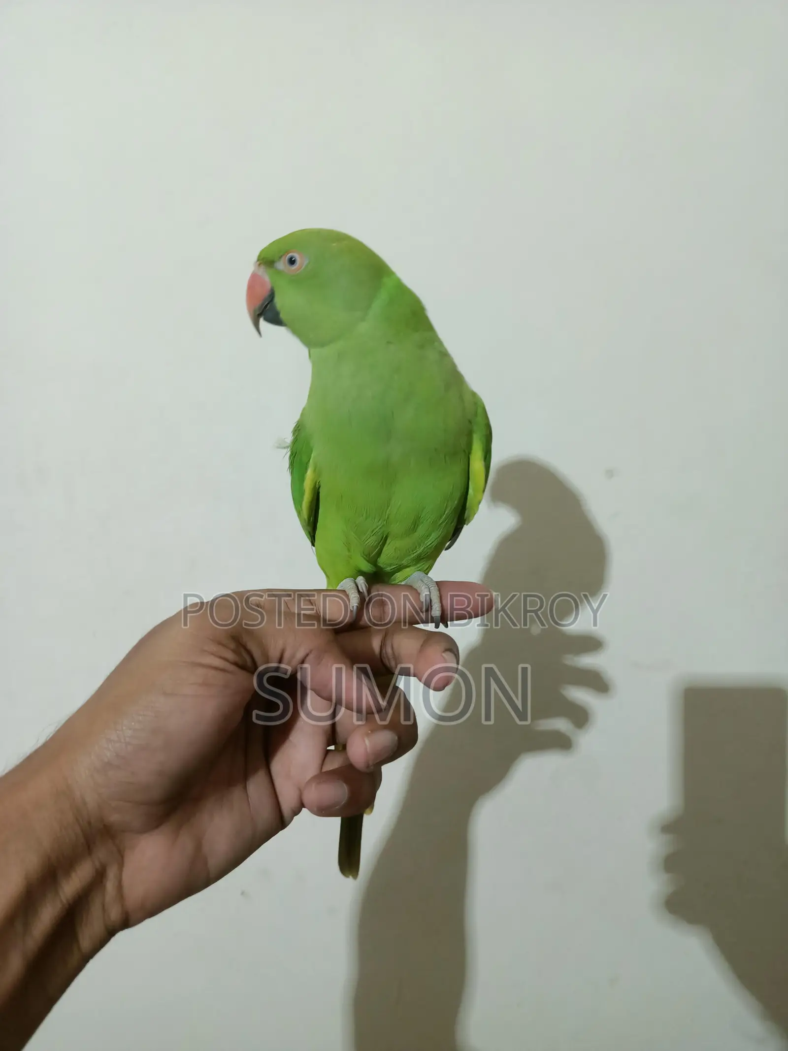 Indian Ringneck Female Parrot