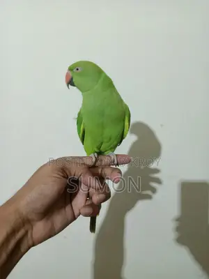 Indian Ringneck Female Parrot