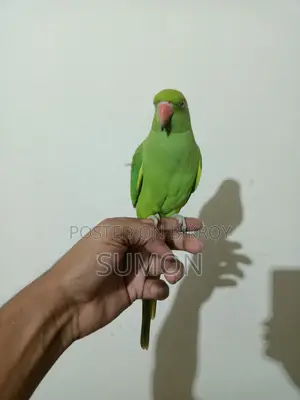Indian Ringneck Female Parrot