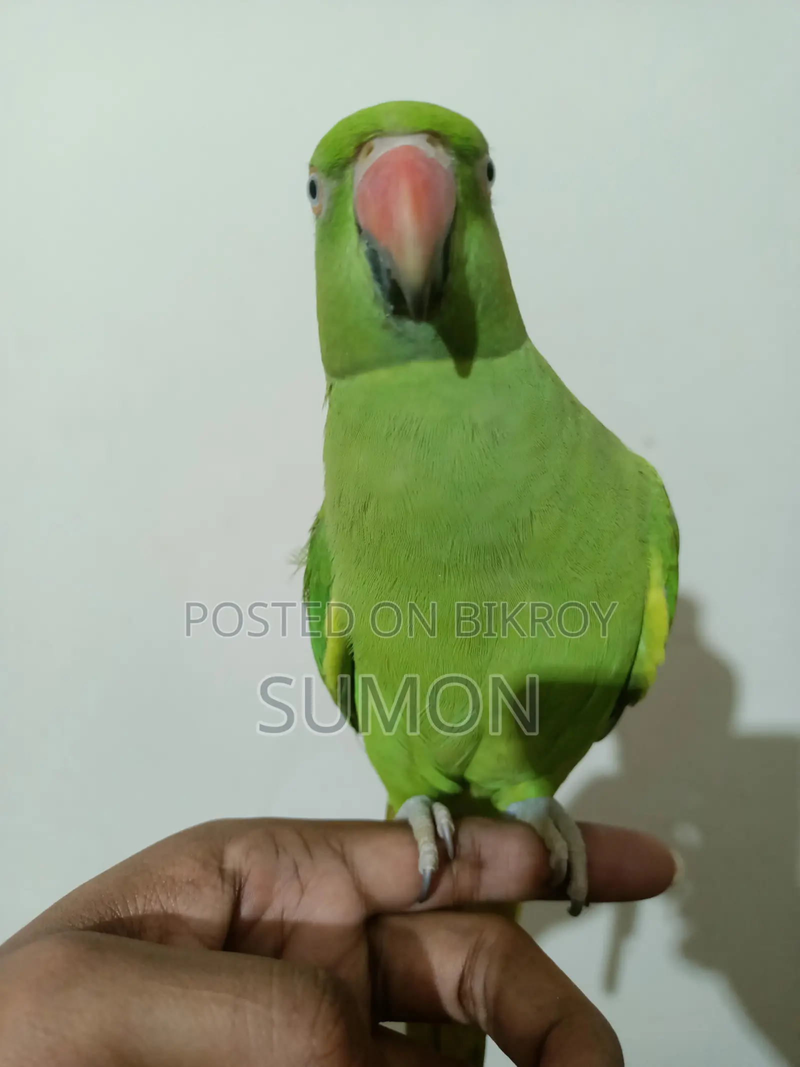 Indian Ringneck Female Parrot