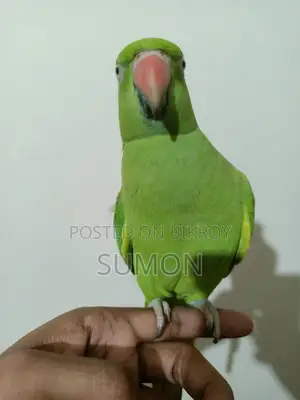 Indian Ringneck Female Parrot