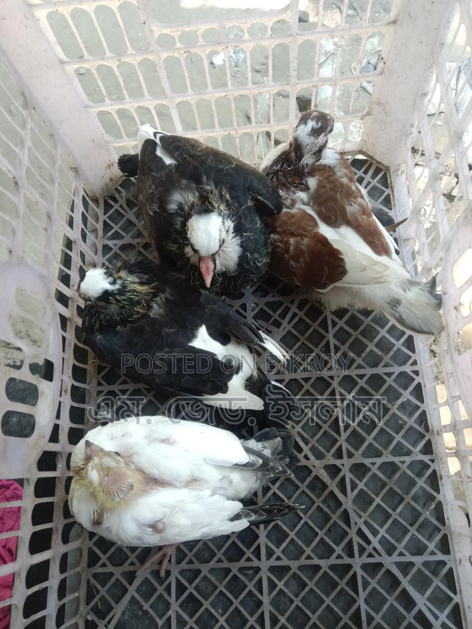Pigeon chicks for sale