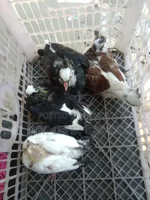 কবুতরের বাচ্চা বিক্রি করা হবে