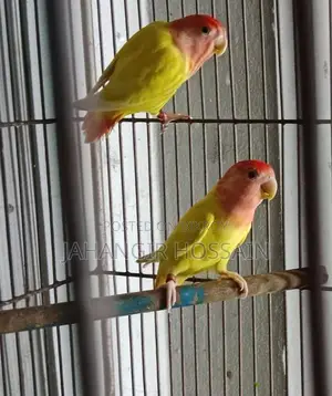 Lutino Lovebird with DNA 1 pair