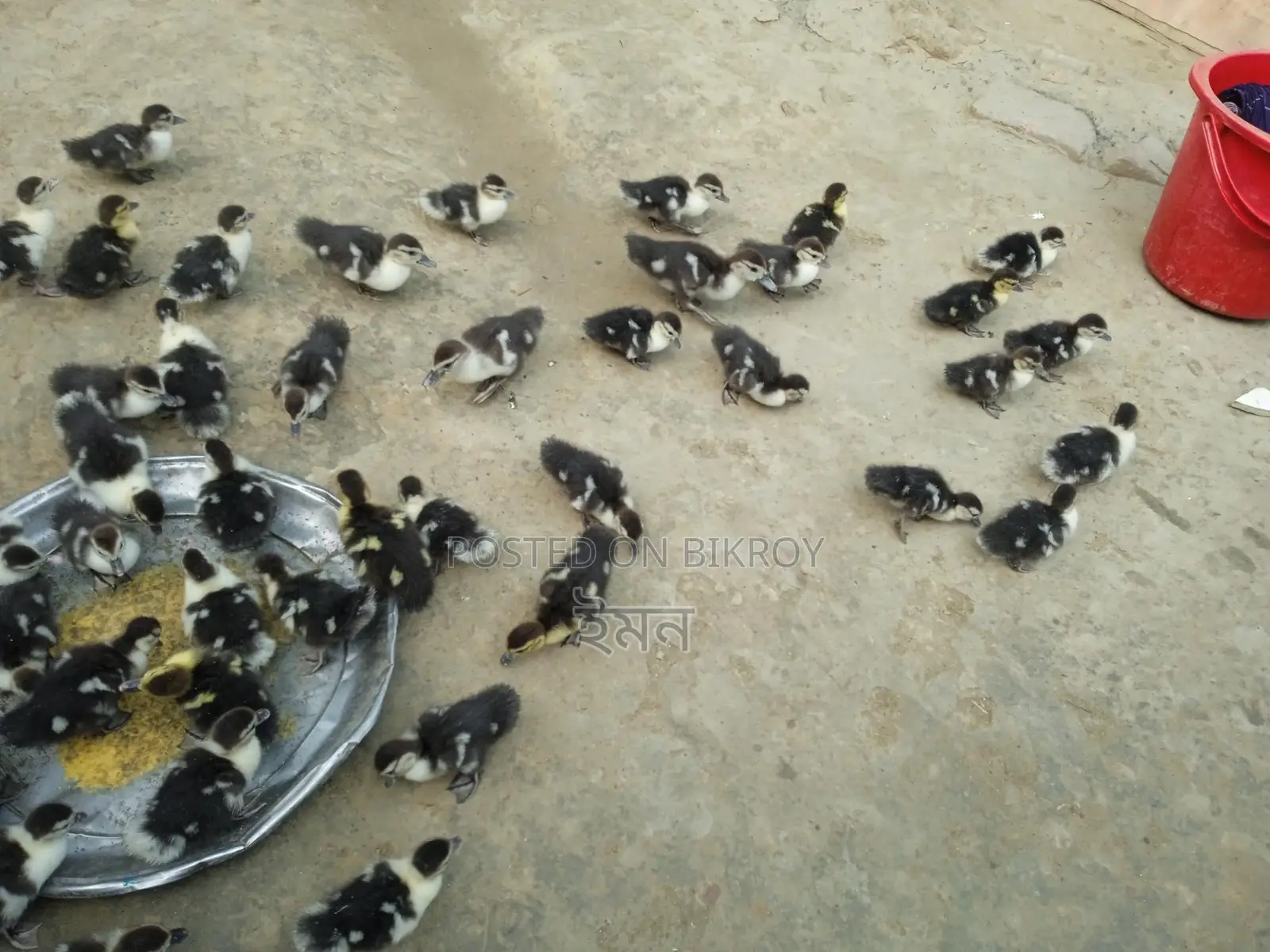 চিনা হাঁস বাচ্চা