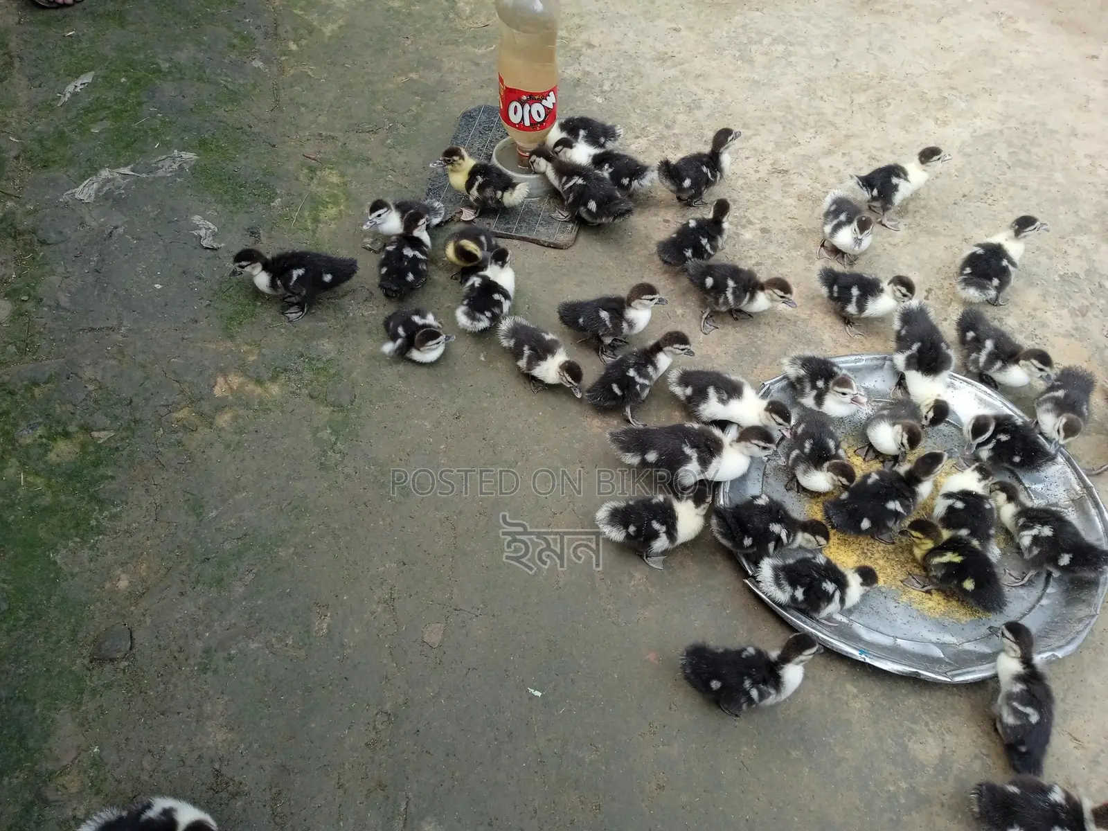 চিনা হাঁস বাচ্চা