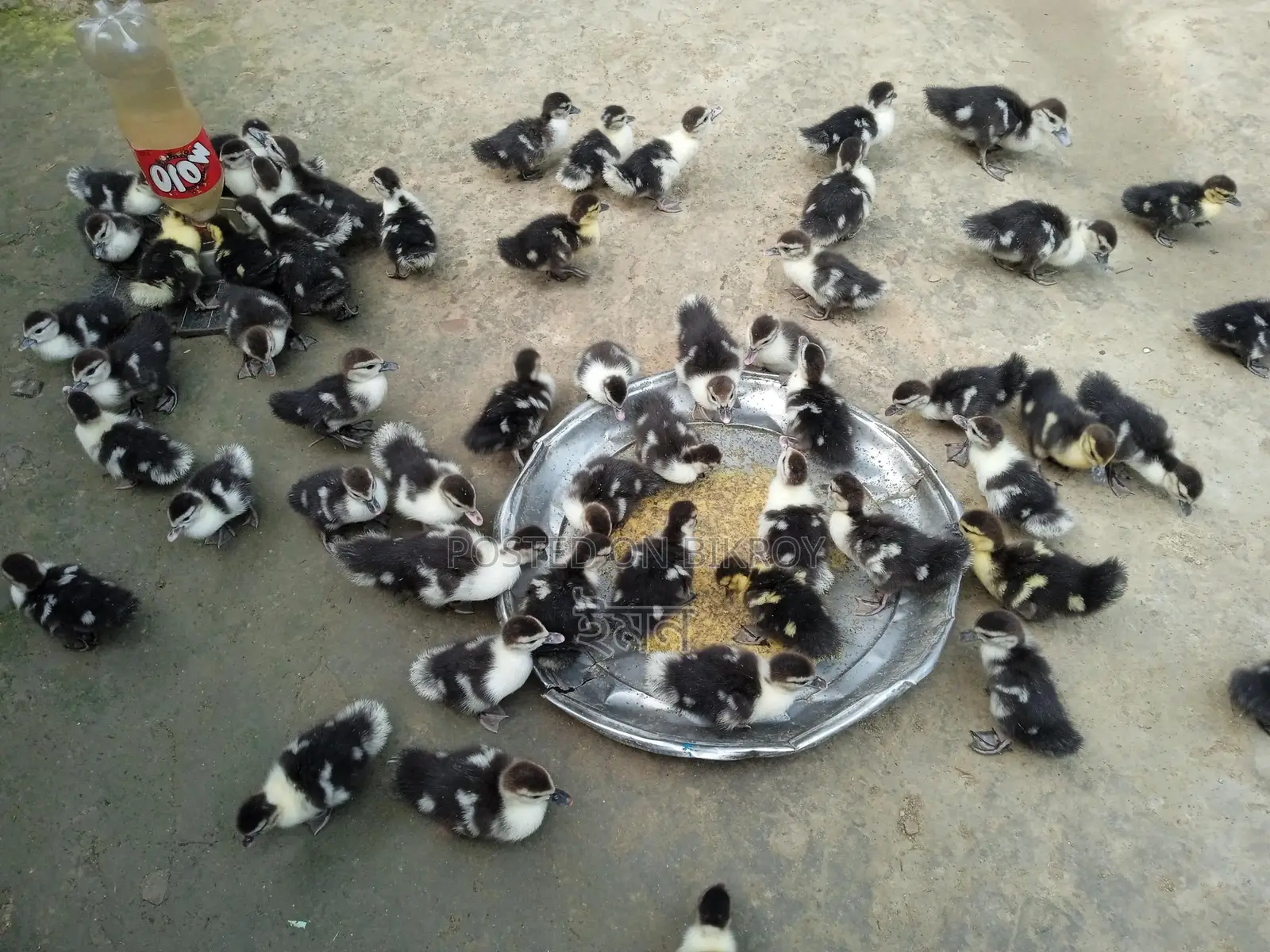 চিনা হাঁস বাচ্চা
