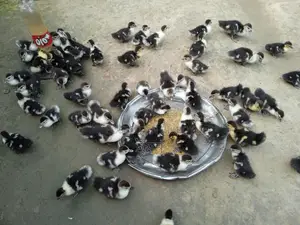 চিনা হাঁস বাচ্চা