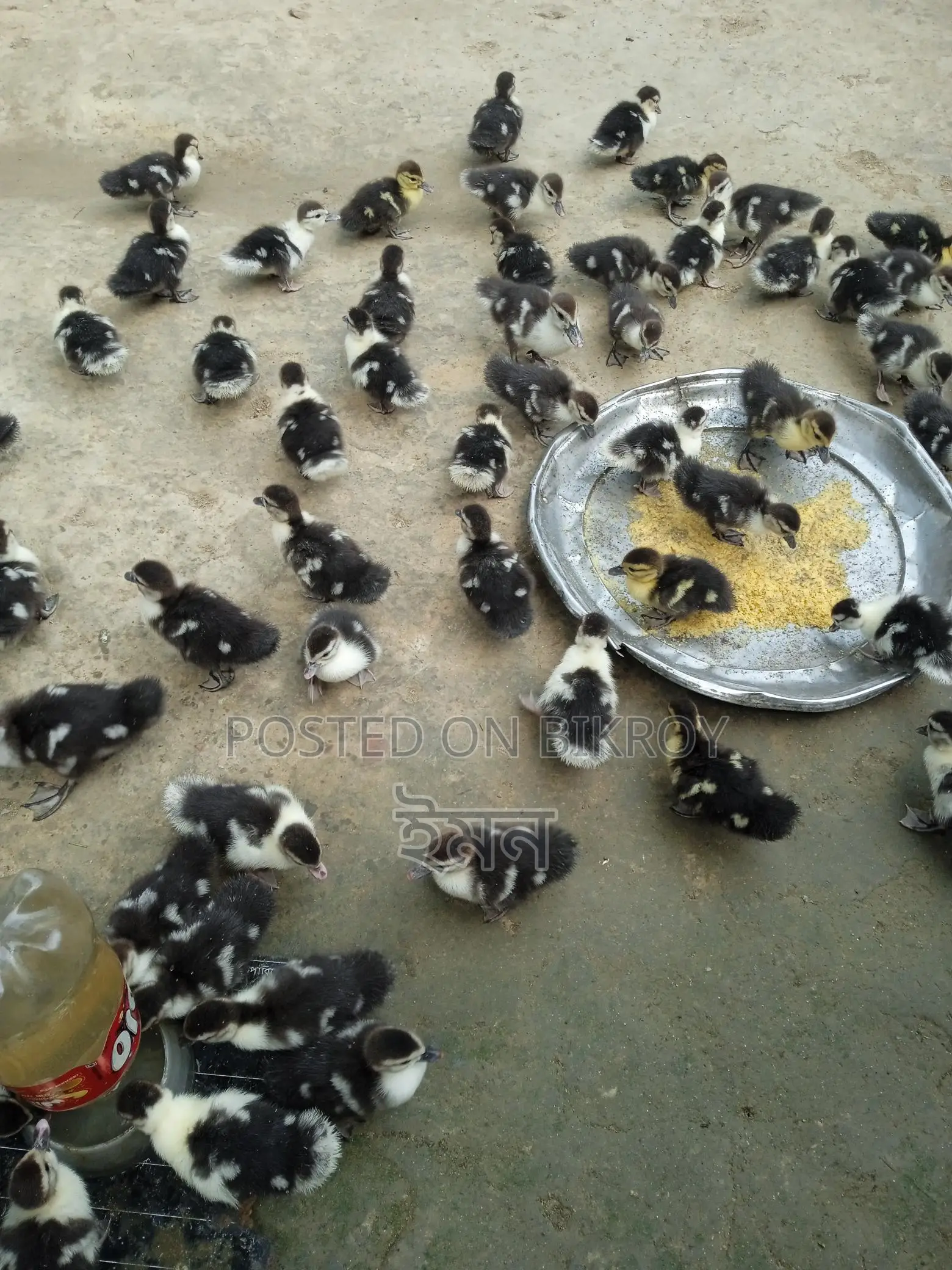 চিনা হাঁস বাচ্চা