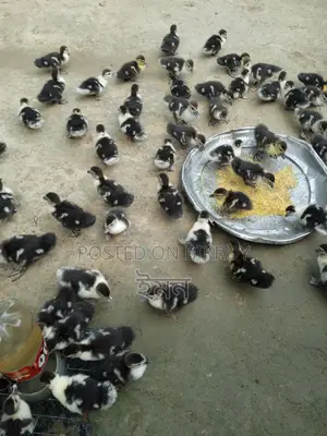 চিনা হাঁস বাচ্চা