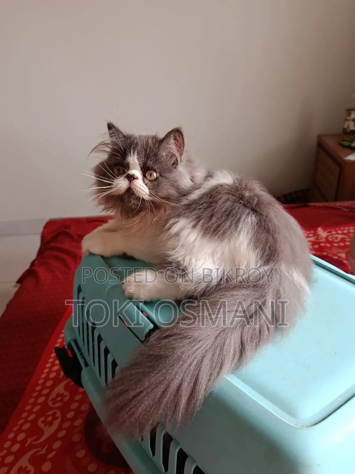 Exotic Persian Kitten Bi-color Male