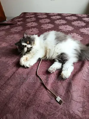 Exotic Persian Kitten Bi-color Male