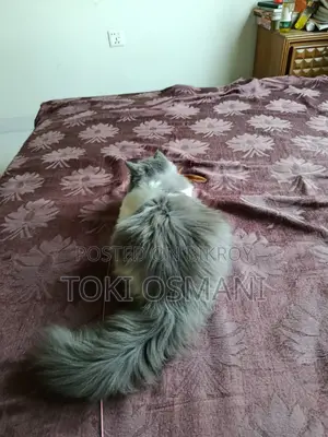 Exotic Persian Kitten Bi-color Male