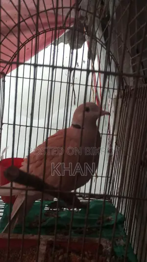 Male Dove Bird