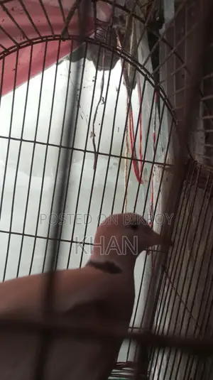Male Dove Bird