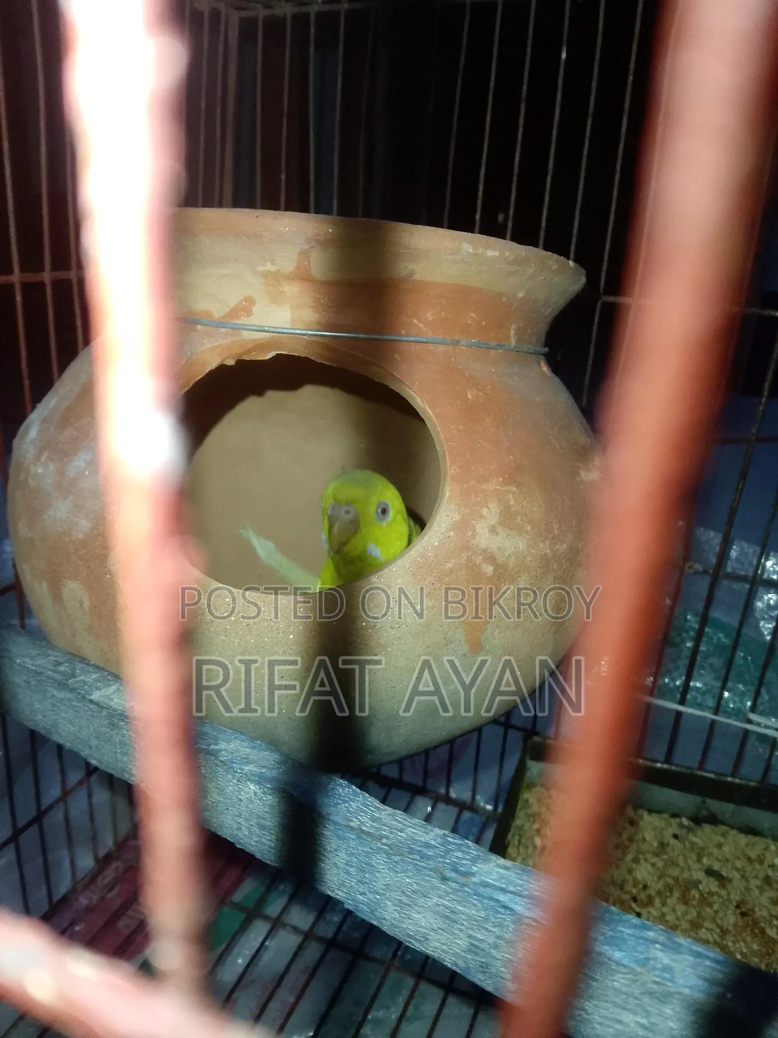 Running Lutino Red Eye Budgie