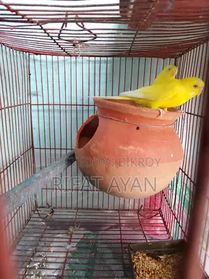 Running Lutino Red Eye Budgie