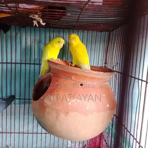 Running Lutino Red Eye Budgie