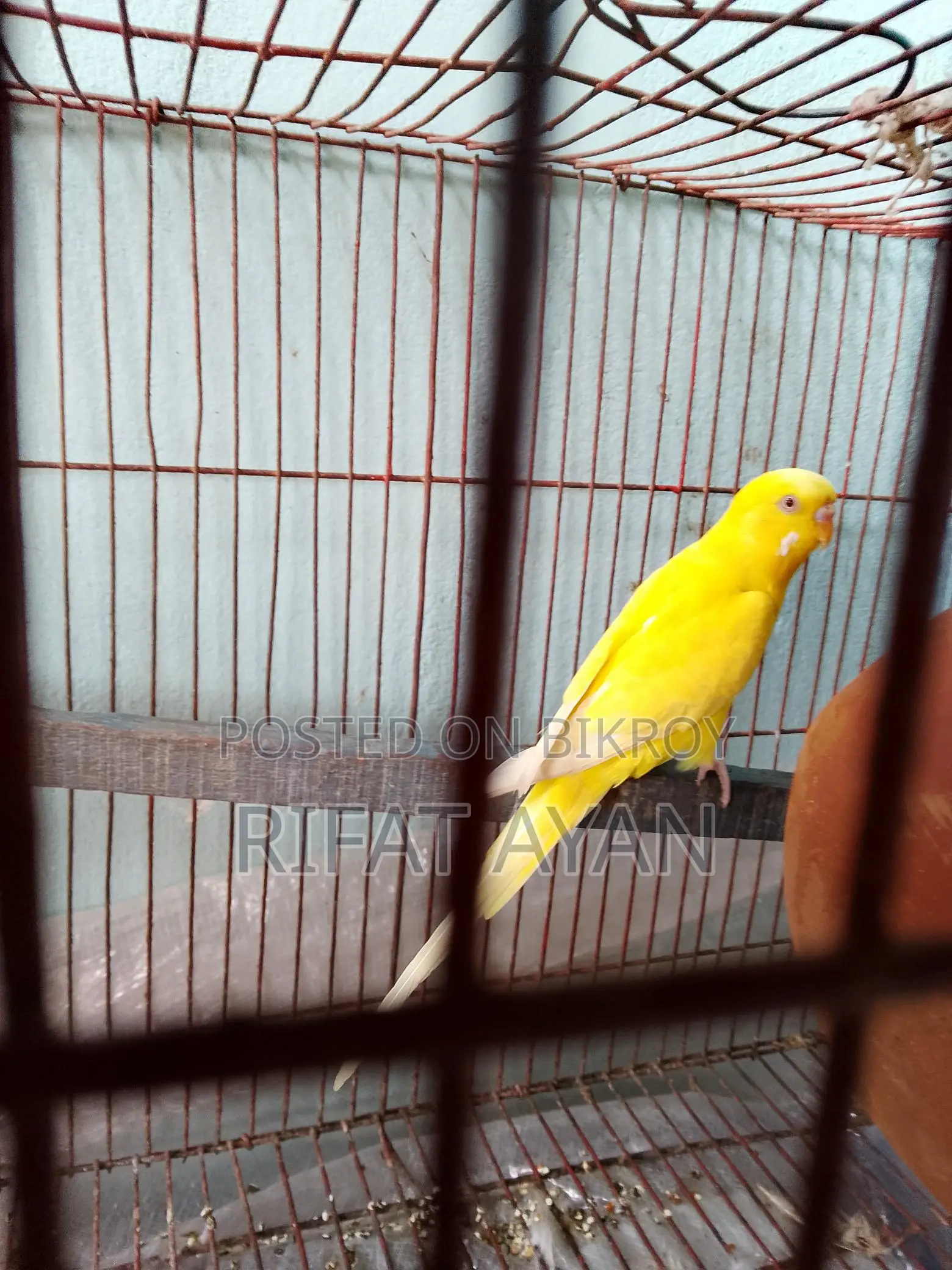 Running Lutino Red Eye Budgie