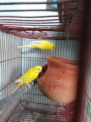 Running Lutino Red Eye Budgie