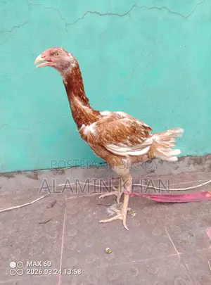 ফাইটার মুরগি