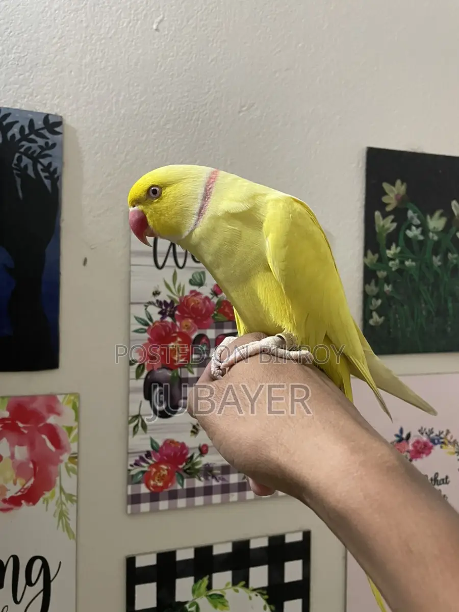 Lutino male, fully tame