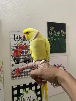 Lutino male, fully tame