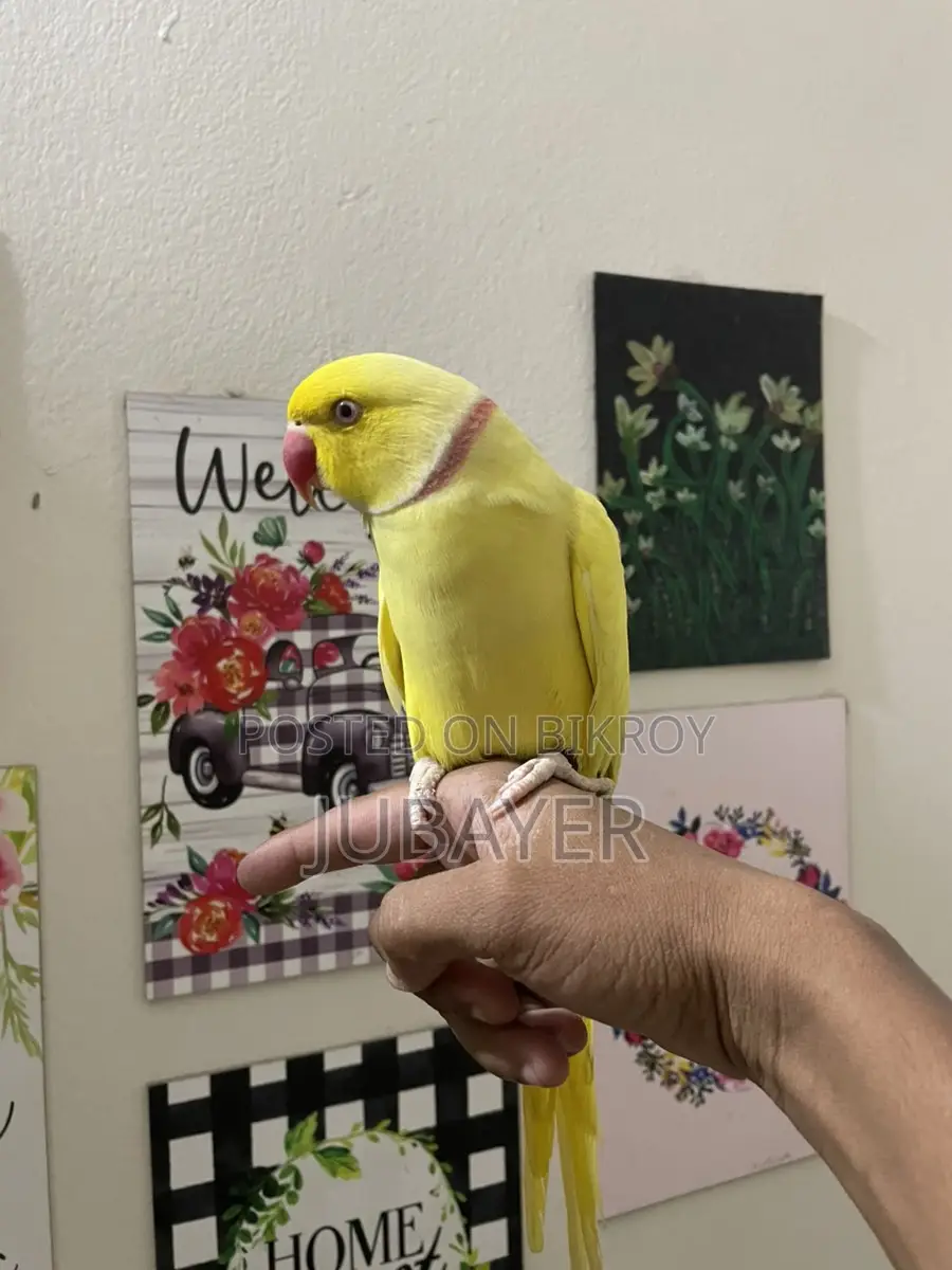 Lutino male, fully tame