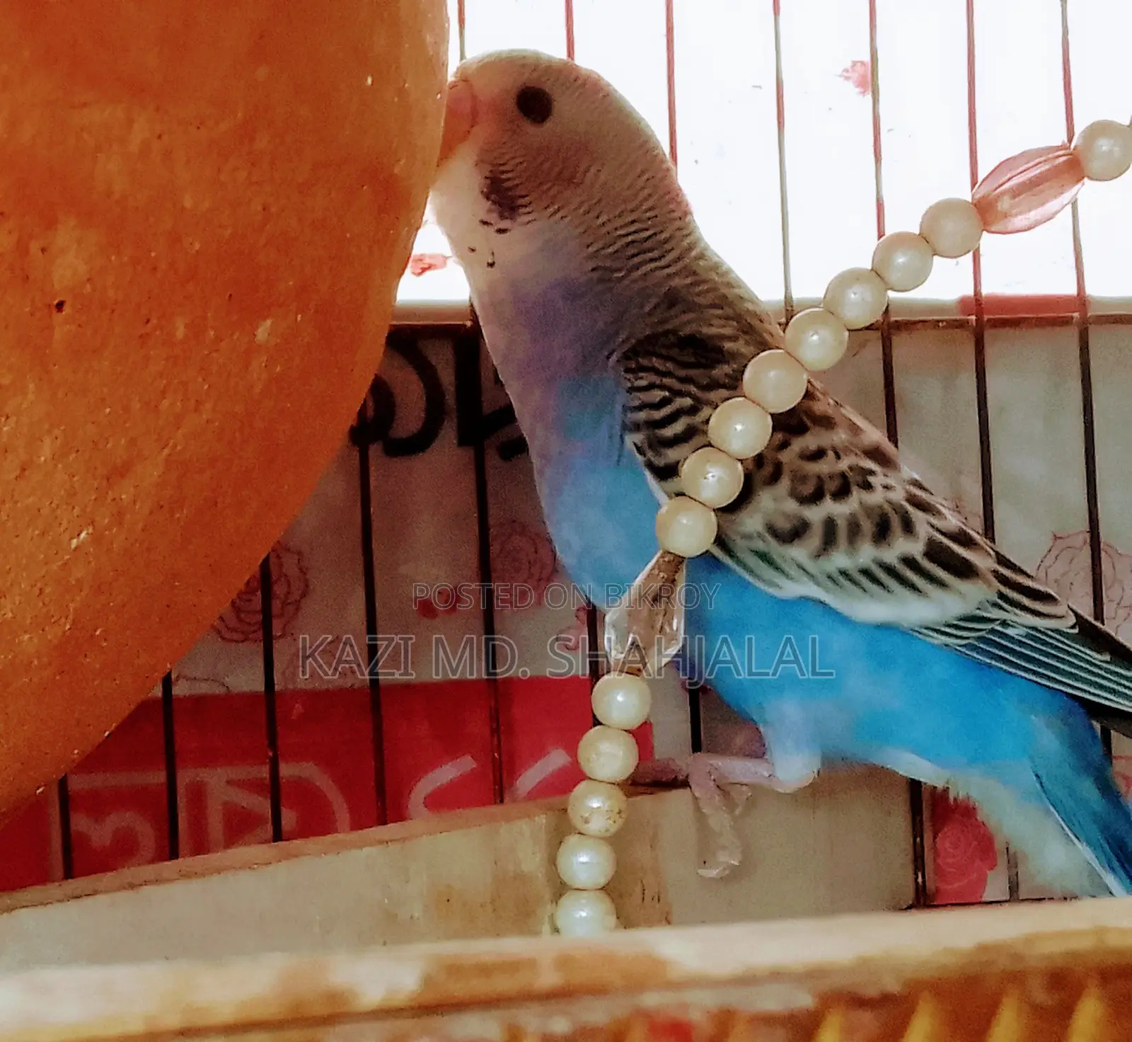 Budgie Bird
