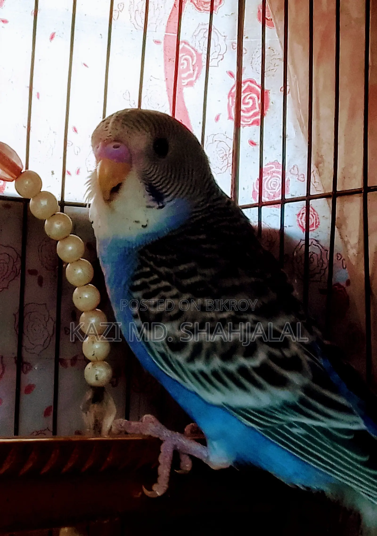 Budgie Bird
