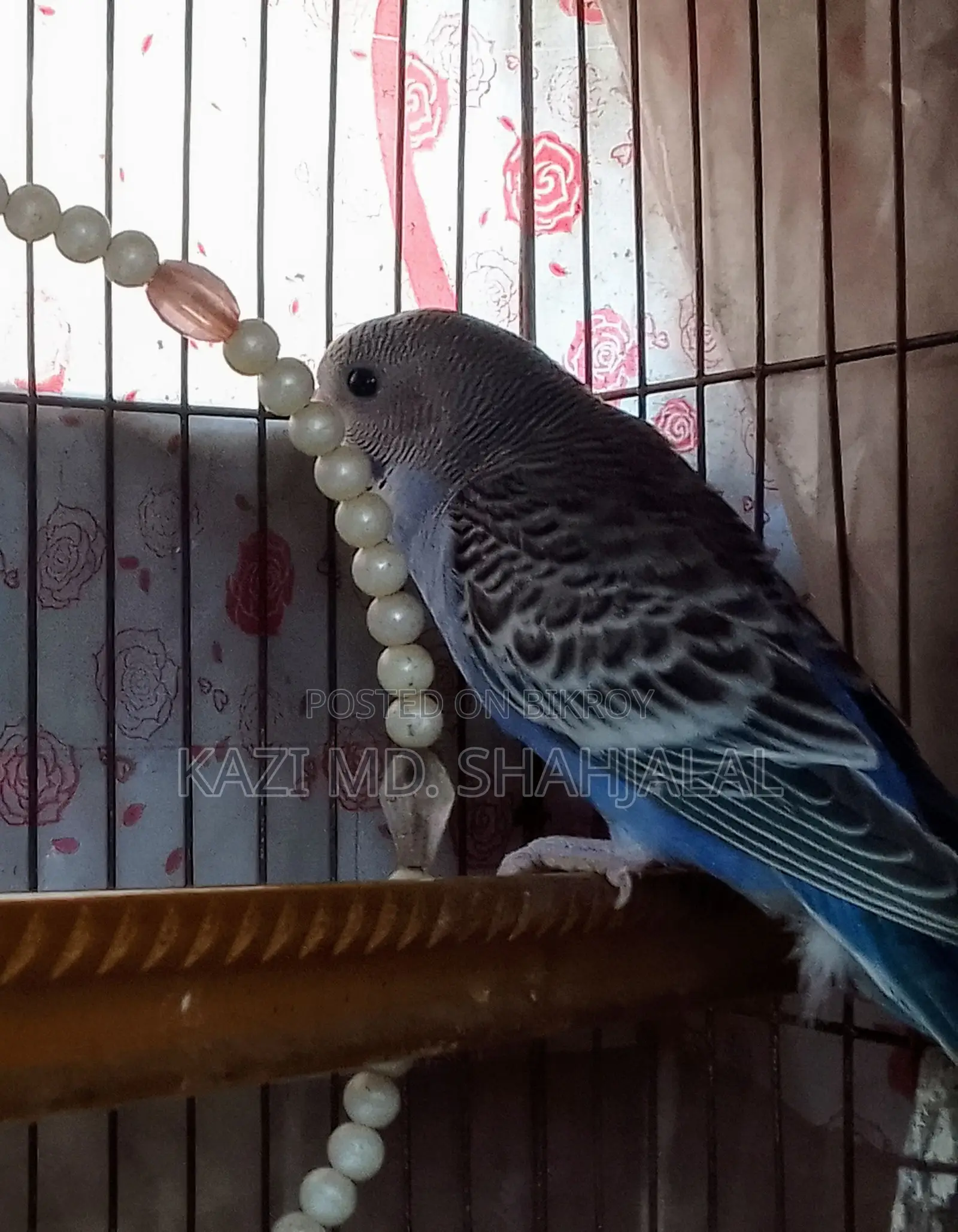 Budgie Bird