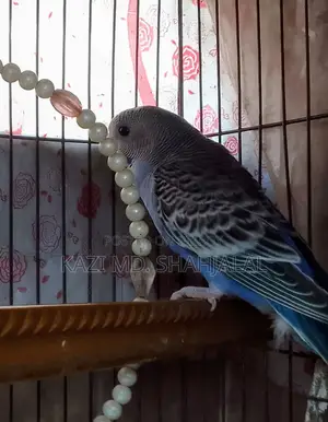 Budgie Bird