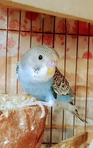 Budgie Bird