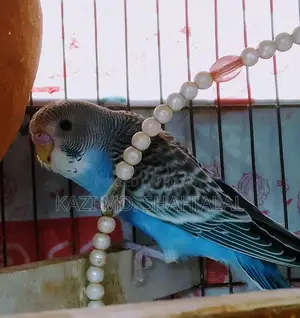 Budgie Bird