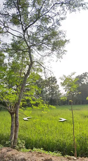 6 Bigha Commercial Land for Sale in Gazipur Echali