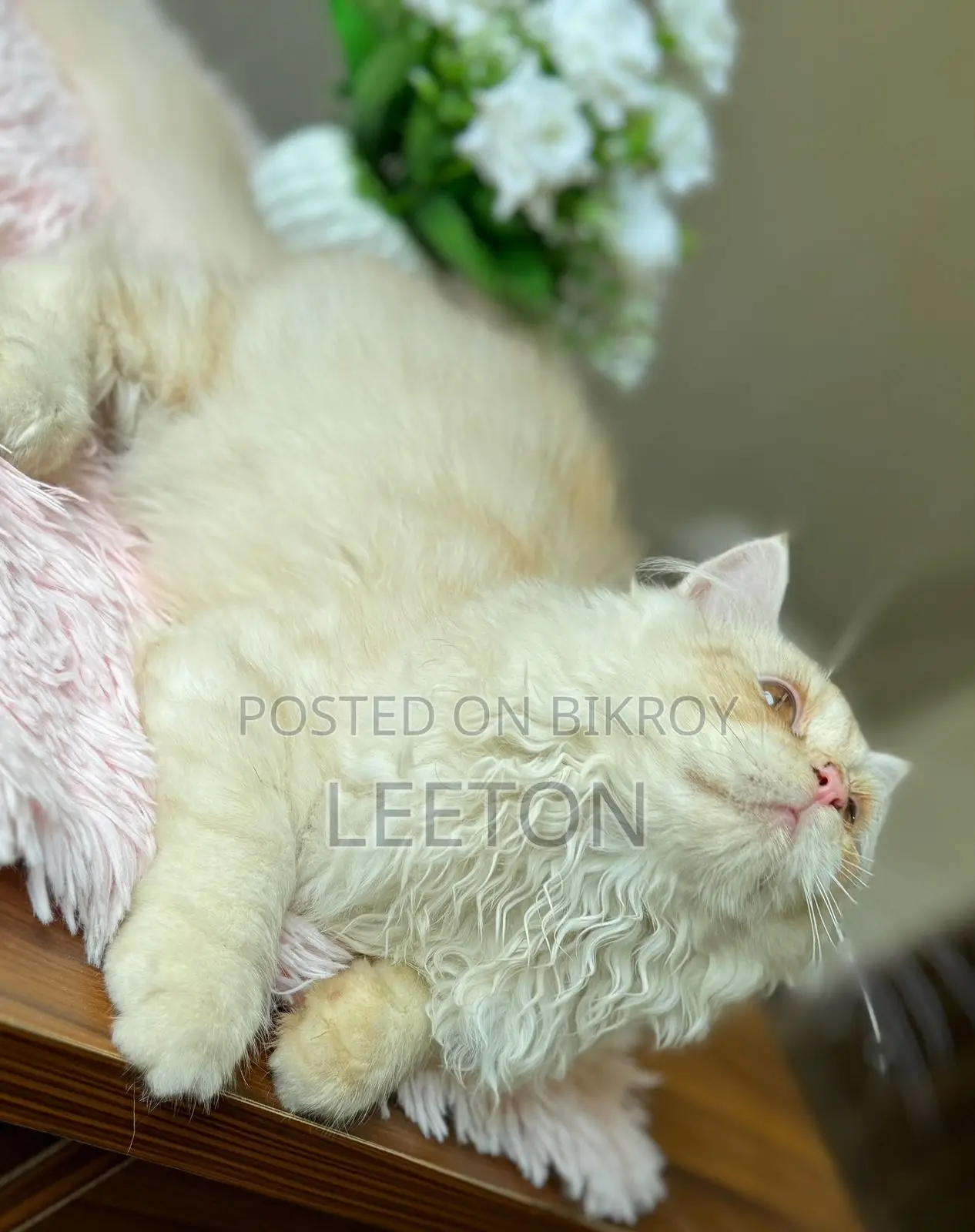 Pure Persian Triple Coat Male Kitten