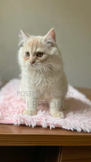 Pure Persian Triple Coat Male Kitten