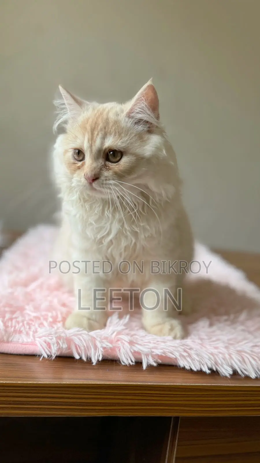 Pure Persian Triple Coat Male Kitten