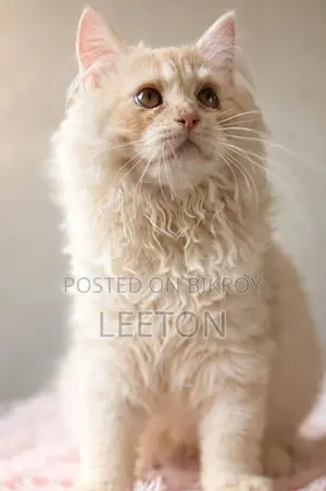 Pure Persian Triple Coat Male Kitten