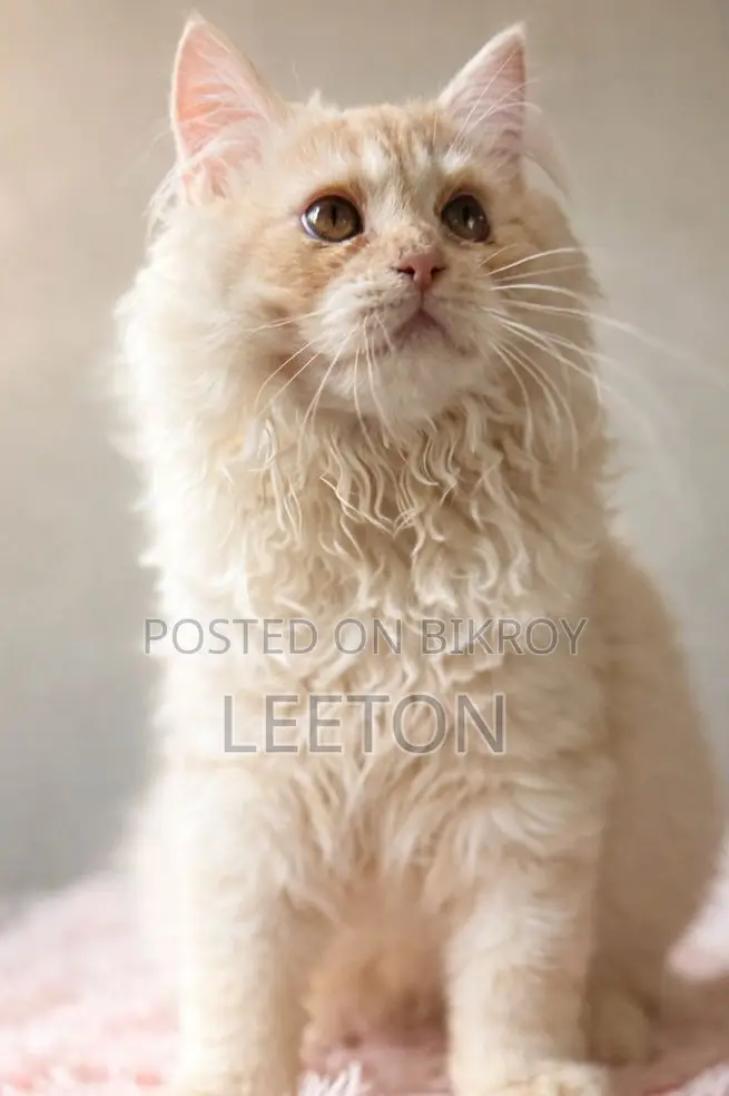 Pure Persian Triple Coat Male Kitten