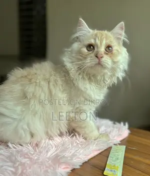 Pure Persian Triple Coat Male Kitten