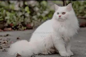 Pure Persian