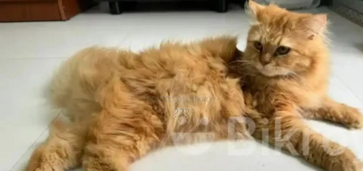 Pure Persian