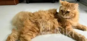 Pure Persian